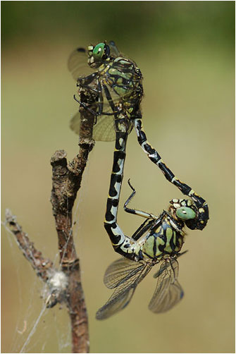 Green-eyed Hooktail, Onychogomphus forcipatus