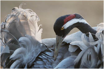 Common Crane, Grus grus