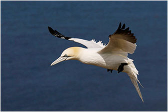 Gannet, Morus bassanus